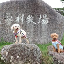 犬のトレーニング,しつけ,飼い方: