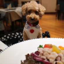 犬のトレーニング,しつけ,飼い方: