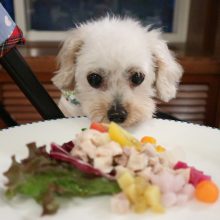 犬のトレーニング,しつけ,飼い方: