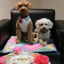 犬のトレーニング,しつけ,飼い方: