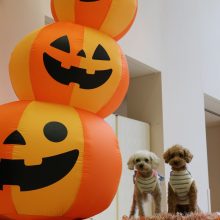 犬のトレーニング,しつけ,飼い方: