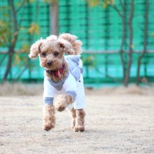 犬のトレーニング,しつけ,飼い方: