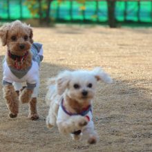 犬のトレーニング,しつけ,飼い方: