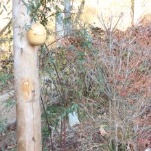 犬のトレーニング,しつけ,飼い方: