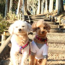 犬のトレーニング,しつけ,飼い方: