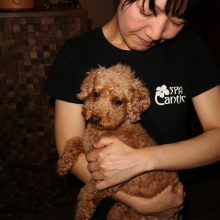 犬のトレーニング,しつけ,飼い方: