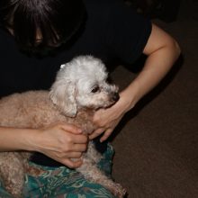 犬のトレーニング,しつけ,飼い方: