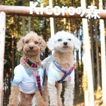 犬のトレーニング,しつけ,飼い方: