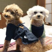 犬のトレーニング,しつけ,飼い方: