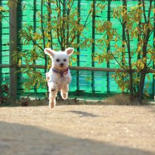 犬のトレーニング,しつけ,飼い方: