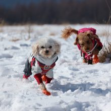 犬のトレーニング,しつけ,飼い方: