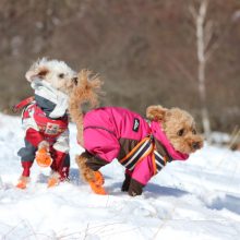 犬のトレーニング,しつけ,飼い方: