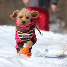犬のトレーニング,しつけ,飼い方: