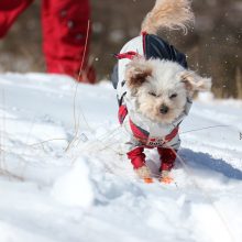 犬のトレーニング,しつけ,飼い方: