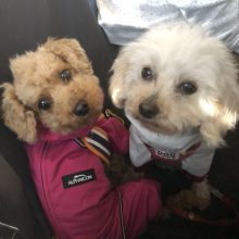 犬のトレーニング,しつけ,飼い方: