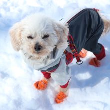 犬のトレーニング,しつけ,飼い方: