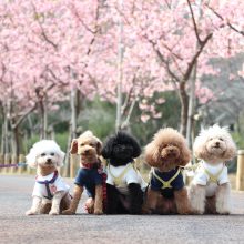 犬のトレーニング,しつけ,飼い方:
