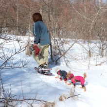 犬のトレーニング,しつけ,飼い方: