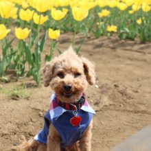 犬のトレーニング,しつけ,飼い方: