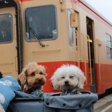 犬のトレーニング,しつけ,飼い方: