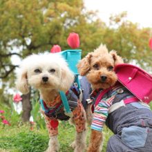 犬のトレーニング,しつけ,飼い方:
