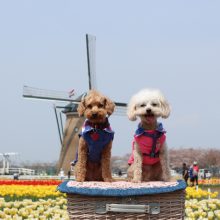 犬のトレーニング,しつけ,飼い方: