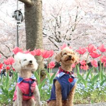 犬のトレーニング,しつけ,飼い方: