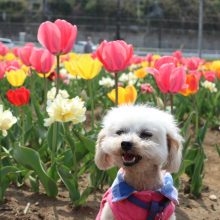 犬のトレーニング,しつけ,飼い方: