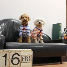 犬のトレーニング,しつけ,飼い方: