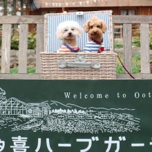犬のトレーニング,しつけ,飼い方: