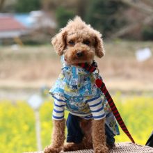 犬のトレーニング,しつけ,飼い方: