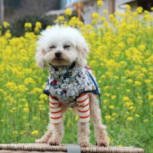 犬のトレーニング,しつけ,飼い方: