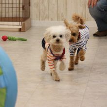 犬のトレーニング,しつけ,飼い方: