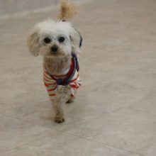 犬のトレーニング,しつけ,飼い方: