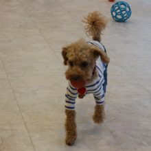 犬のトレーニング,しつけ,飼い方: