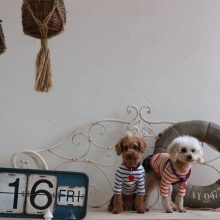 犬のトレーニング,しつけ,飼い方: