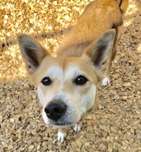 犬のトレーニング,しつけ,飼い方: