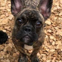 犬のトレーニング,しつけ,飼い方: