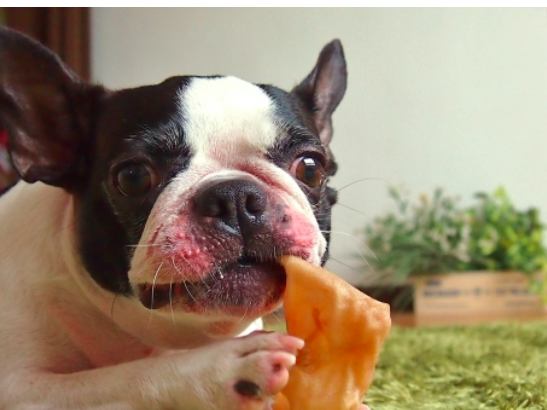 犬のトレーニング,しつけ,飼い方: