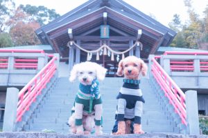 犬のトレーニング,しつけ,飼い方: