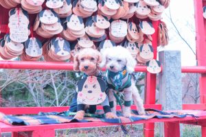 犬のトレーニング,しつけ,飼い方: