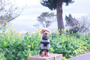 犬のトレーニング,しつけ,飼い方: