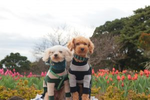 犬のトレーニング,しつけ,飼い方: