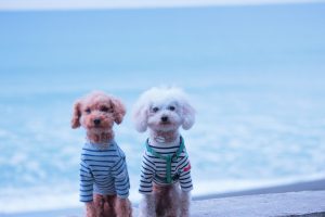 犬のトレーニング,しつけ,飼い方: