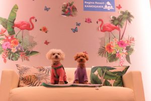 犬のトレーニング,しつけ,飼い方: