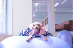 犬のトレーニング,しつけ,飼い方: