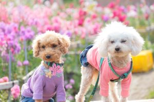 犬のトレーニング,しつけ,飼い方: