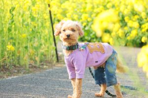 犬のトレーニング,しつけ,飼い方: