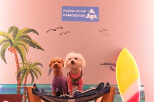 犬のトレーニング,しつけ,飼い方: