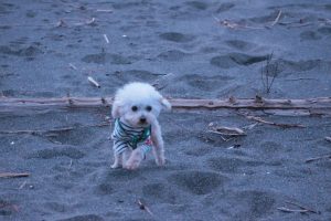 犬のトレーニング,しつけ,飼い方:
